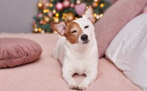 Câine, animal de companie