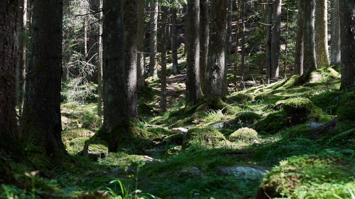 Pădurile României au câștigat 500.000 de hectare. Volumul lemnos ajunge la nivel european