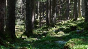 Pădurile României au câștigat 500.000 de hectare. Volumul lemnos ajunge la nivel european