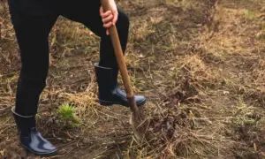 Salarii agricultură Italia