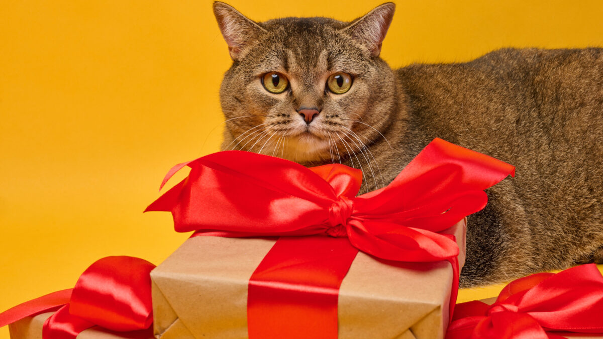 Topul cadourilor de Sărbători de ultim moment. Ce produse salvează cumpărătorii pe ultima sută de metri