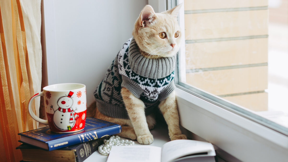 Obligație legală iarna pentru stăpânii de animale. Amendă 12.000 de lei pentru proprietarii de câini și pisici