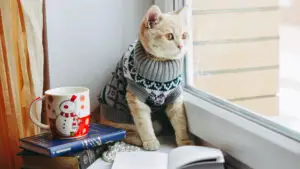 Obligație legală iarna pentru stăpânii de animale. Amendă 12.000 de lei pentru proprietarii de câini și pisici