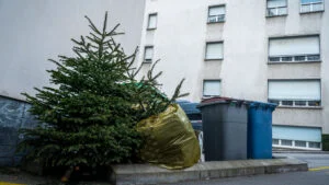 brad aruncat la gunoi