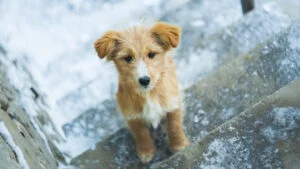 câine, câine fără stăpân, maidanez, iarnă