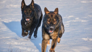 câini maidanezi, iarnă