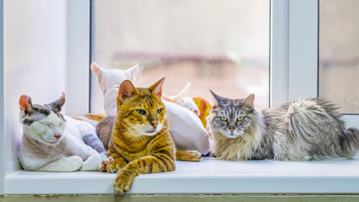 A devenit obligatoriu de la 1 ianuarie. Deținerea anumitor rase de pisici este interzisă. Unde se aplică această regulă