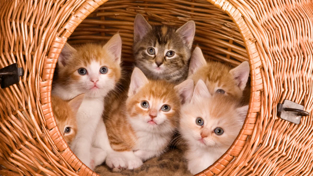 Asociația de proprietari decide! Obligatoriu pentru românii care au câini sau pisici la bloc