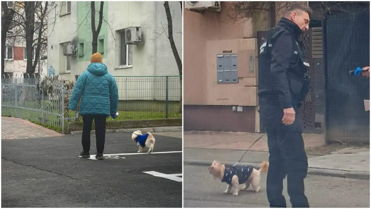Amenzi pentru proprietarii de câini care nu strâng în urma lor