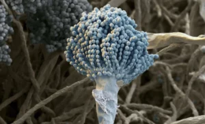 Ciuperca Aspergillus fumigatus
