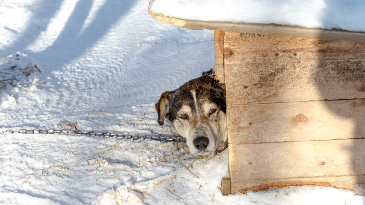 Reguli pentru proprietarii de animale. Ce trebuie să faci neapărat iarna pe ger dacă ai câine, pisică sau porc în gospodărie