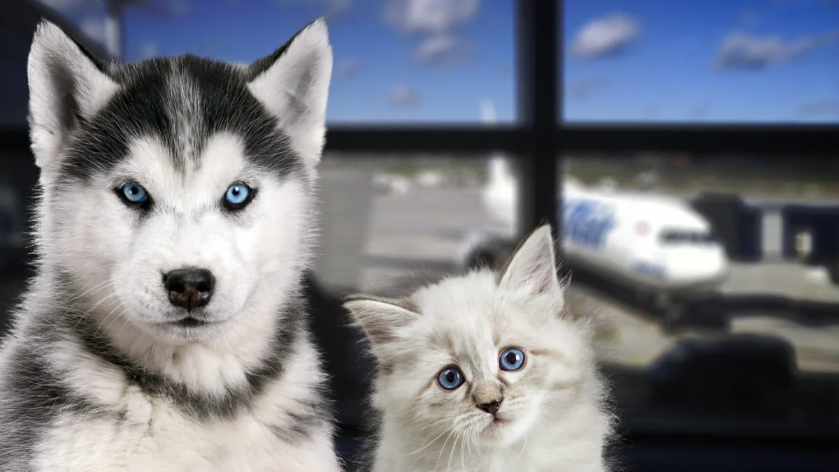 Noi reguli unice pentru proprietarii de animale de companie. E obligatoriu din 22 aprilie pentru România și restul țărilor UE