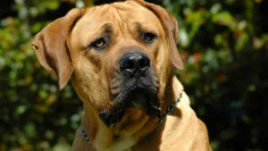 câine, câine de rasă, câine periculos