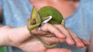cameleon, animal exotic