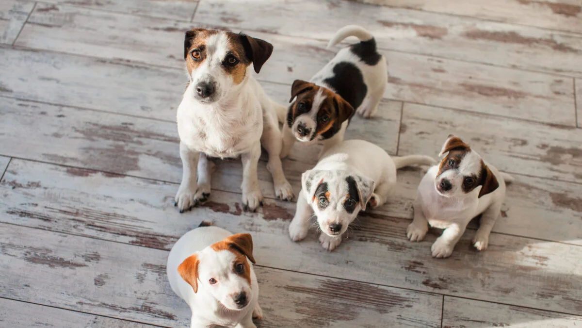 Regulă pentru proprietarii de animale. Se dă amendă 12.000 de lei. Este lege în România