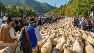 ciobani, păstori, oi