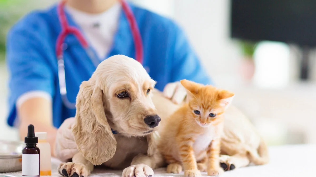 EXCLUSIV Piața veterinară se mută spre tratamente complexe. Reducerea sprijinului guvernamental tensionează sectorul