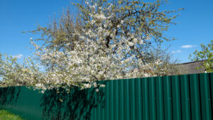 copac, vecini, gard, copac langa gard