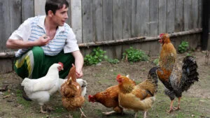 găini, cocoș, animale de fermă