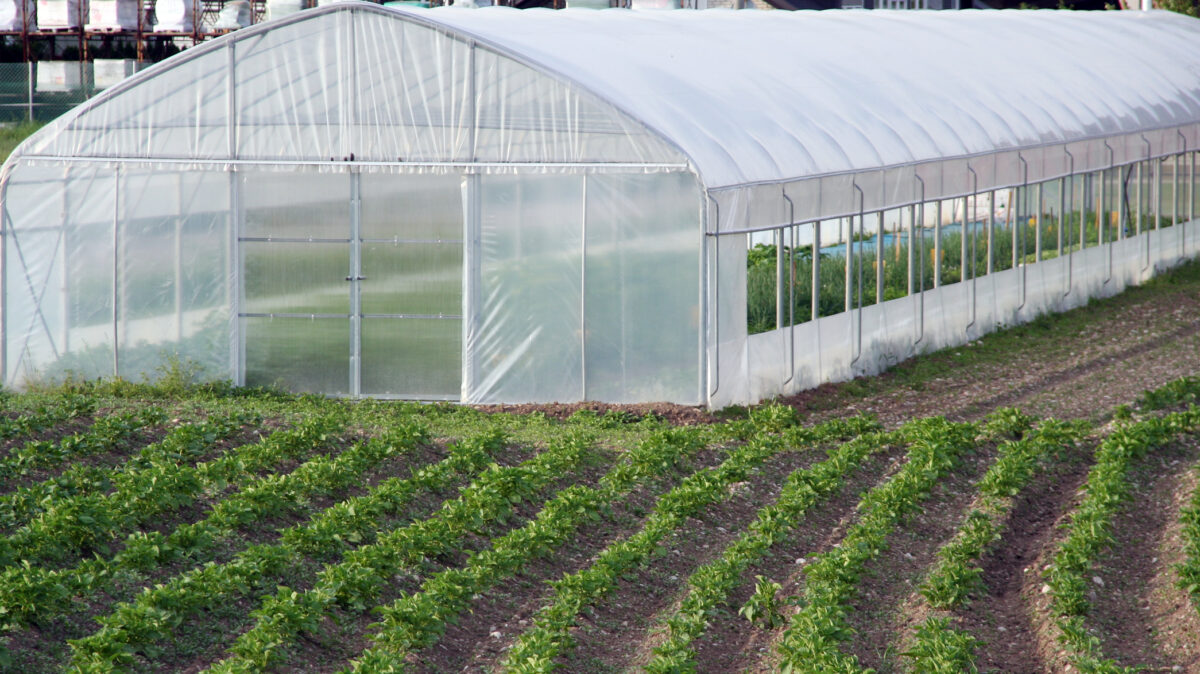 Taxa pe sere. Florin Barbu: Termenul a fost prorogat. Proiectul ajunge în Parlament