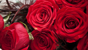 trandafiri, trandafiri rosii