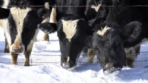 vaci, animale de fermă, iarnă