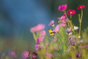 CAPITAL_ray-hennessy-HlJ7U9WHRR8-unsplash