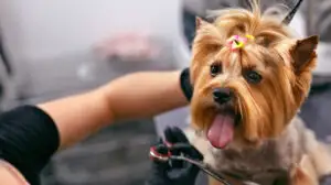 Vacanță cu câinele? Cum își pot pregăti proprietarii de animale patrupedul pentru călătorie
