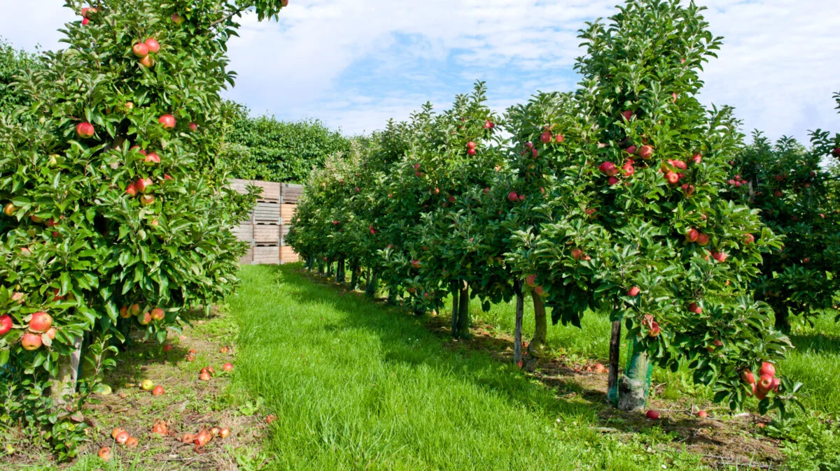 Cât costă să îți faci o livadă în curte. Investiția necesară în 2026 poate ajunge la câteva zeci de mii de lei