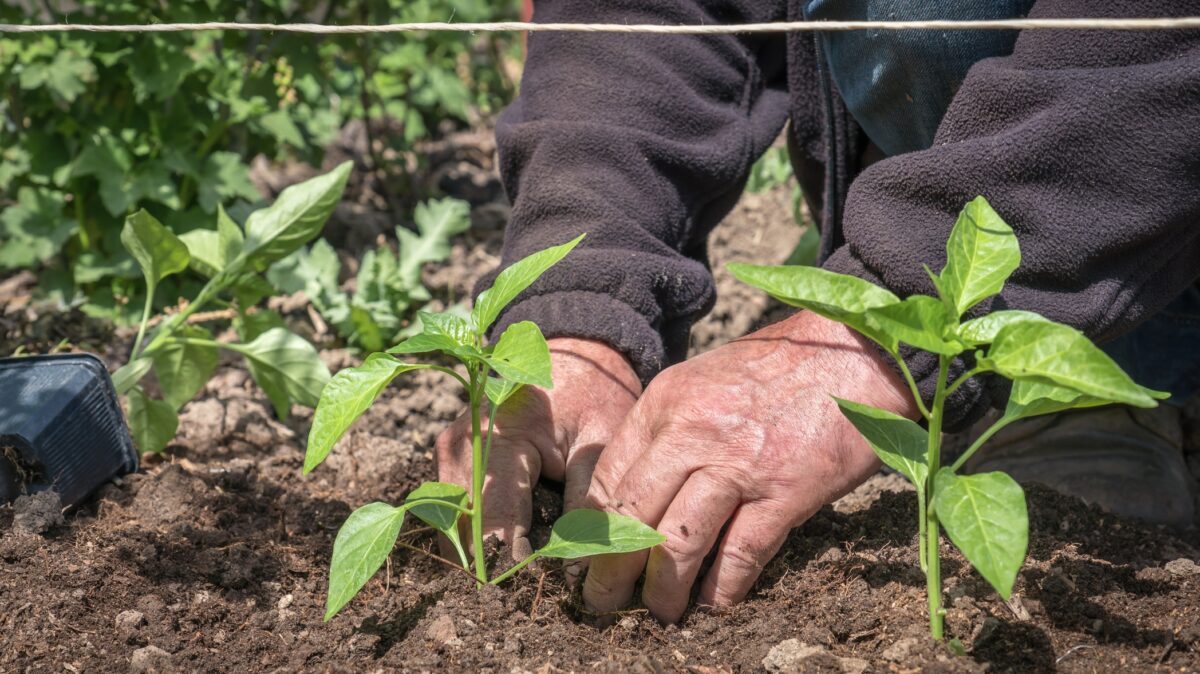 Răsaduri de plante, palanturi de grădină