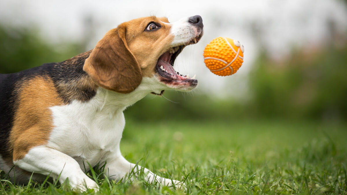 Sterilizare gratuită pentru câini. Proprietarii de animale de companie beneficiază de gratuitate în luna martie