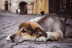 abandon animale, caine