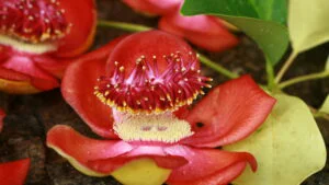 floare exotică, plantă inedită