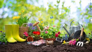 grădinărit primăvara
