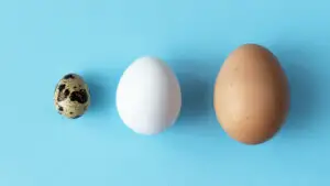 ou de prepeliță, ou de curcan, ou de struț