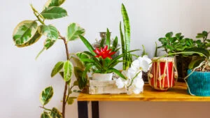 plante de apartament, flori