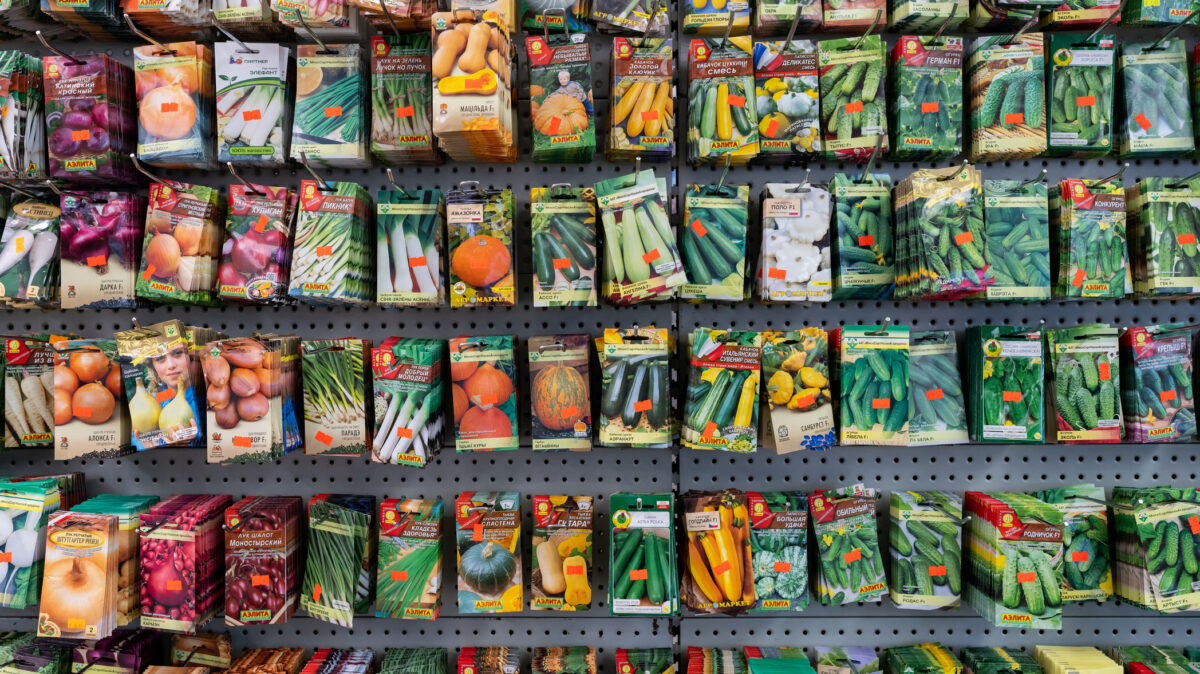 semințe de legume, semințe pentru grădina de legume