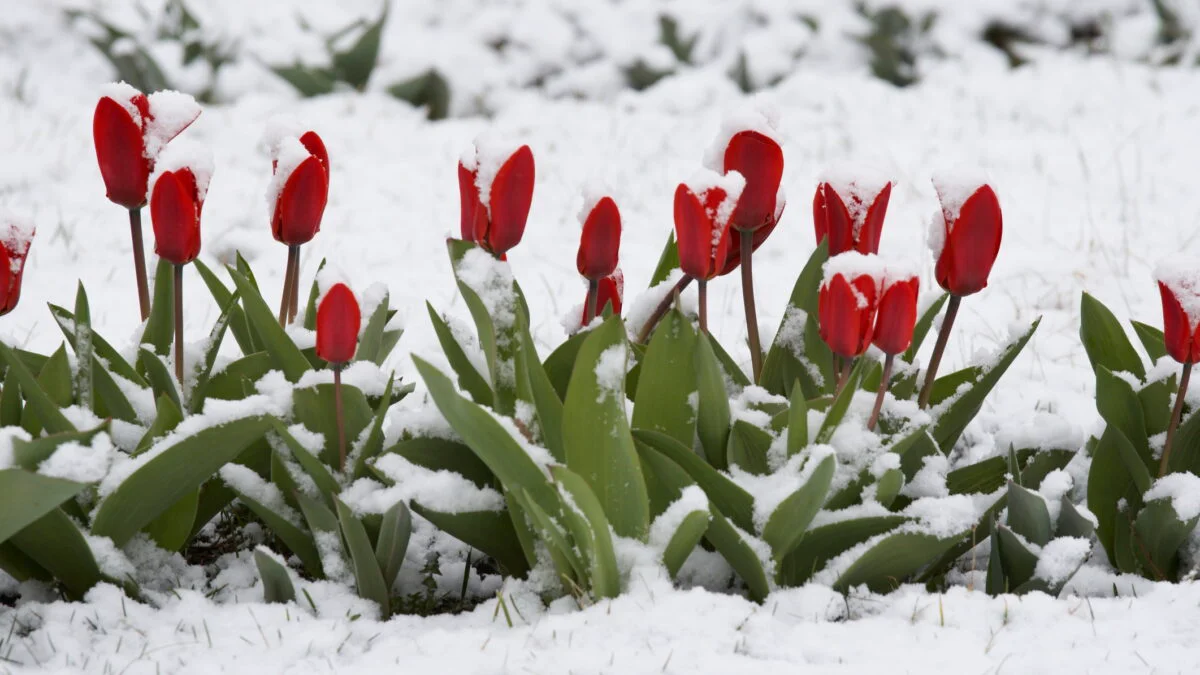 Zăpadă de Înviere. Alertă meteo ANM pentru weekendul de Paște. În ce zone va ninge viscolit
