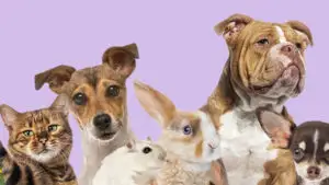 animale de companie
