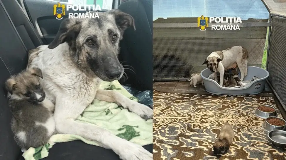 catelusa-cu-sase-pui-abandonata-la-iasi-pe-strada