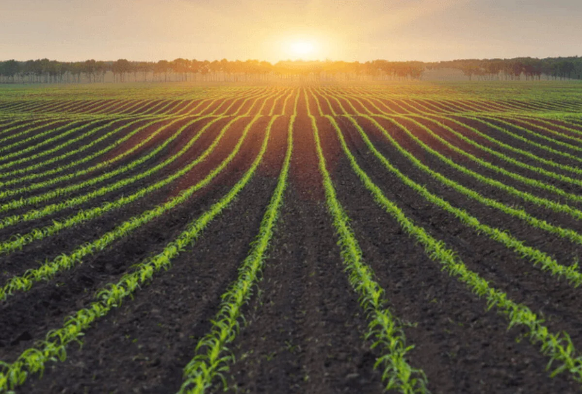 Pe măsură ce prețurile fertilizanților cresc, fermierii se orientează către noi soluții biologice pentru sol