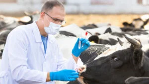 medic veterinar, vaci, fermă