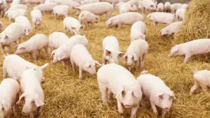 porci, fermă porci