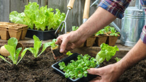 răsaduri, grădinărit