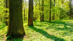 Arbori