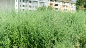 ambrozie