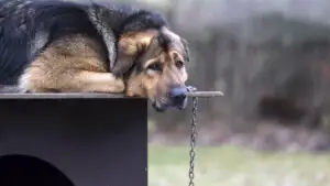 Noi reguli stricte pentru proprietarii de animale. Parlamentul României pregătește sancțiuni mai dure și amenzi de până la 3.000 de lei