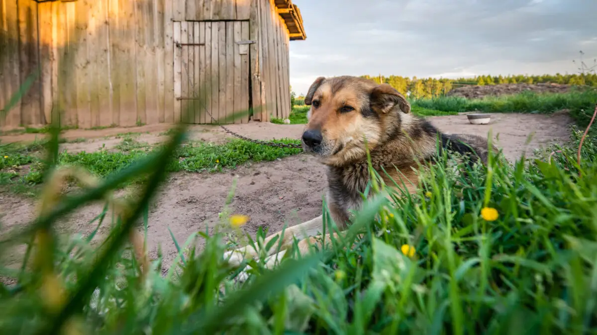 câine în lanț, câine, câine protejând proprietatea, câine legat