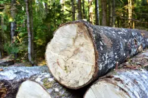 Decizie importantă în România. Cetățenii primesc o nouă armă împotriva tăierilor ilegale. Platformă specială pentru sesizări anonime
