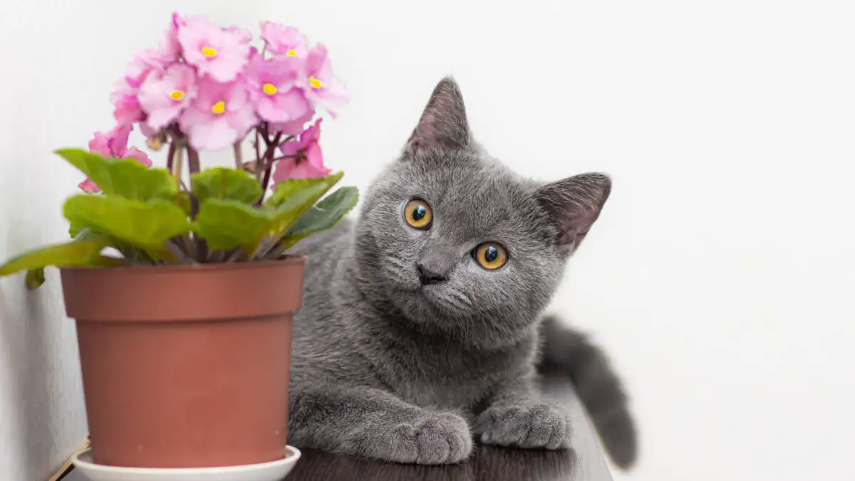 Nu ține aceste plante în casă! Devine toxice în sezonul cald. Sunt un pericol pentru tine și animalele de companie